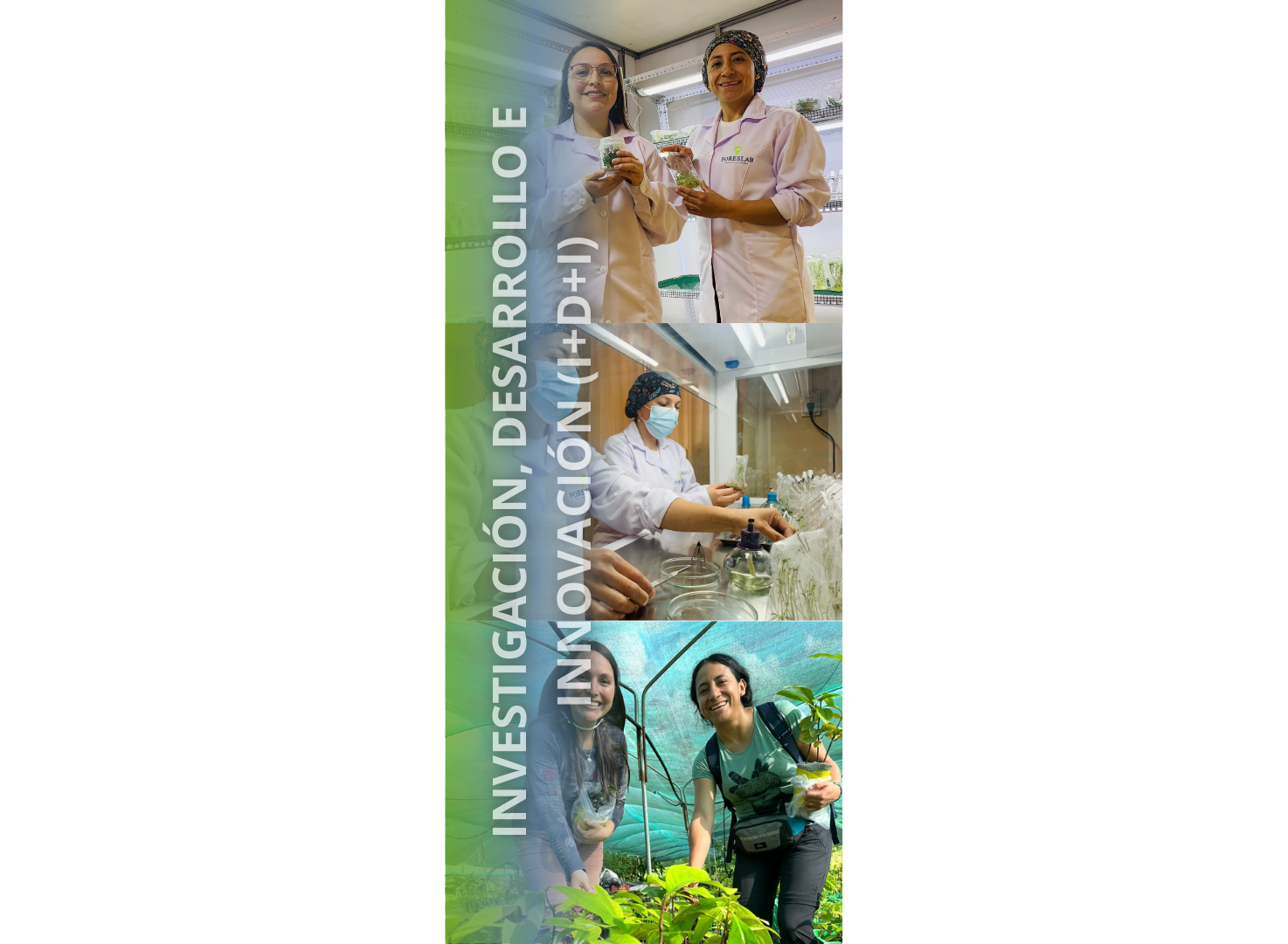 Investigación, Desarrollo e Innovación (I+D+i)